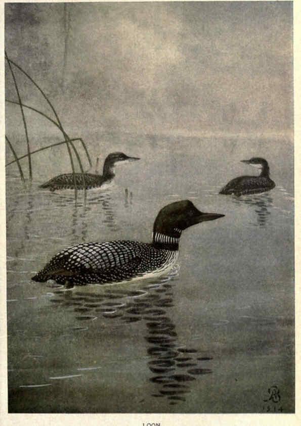 Reproducción/Reproduction 6302202649: Portraits and habits of our birds v.2. New York city :National association of Audubon societies,1920- 