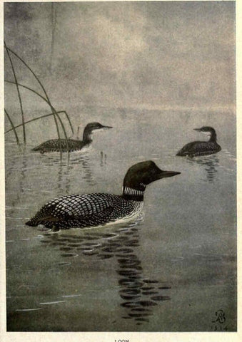 Reproducción/Reproduction 6302202649: Portraits and habits of our birds v.2. New York city :National association of Audubon societies,1920- 