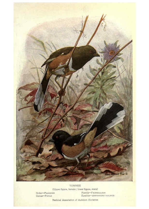 Reproducción/Reproduction 6302203041: Portraits and habits of our birds v.2. New York city :National association of Audubon societies,1920- 