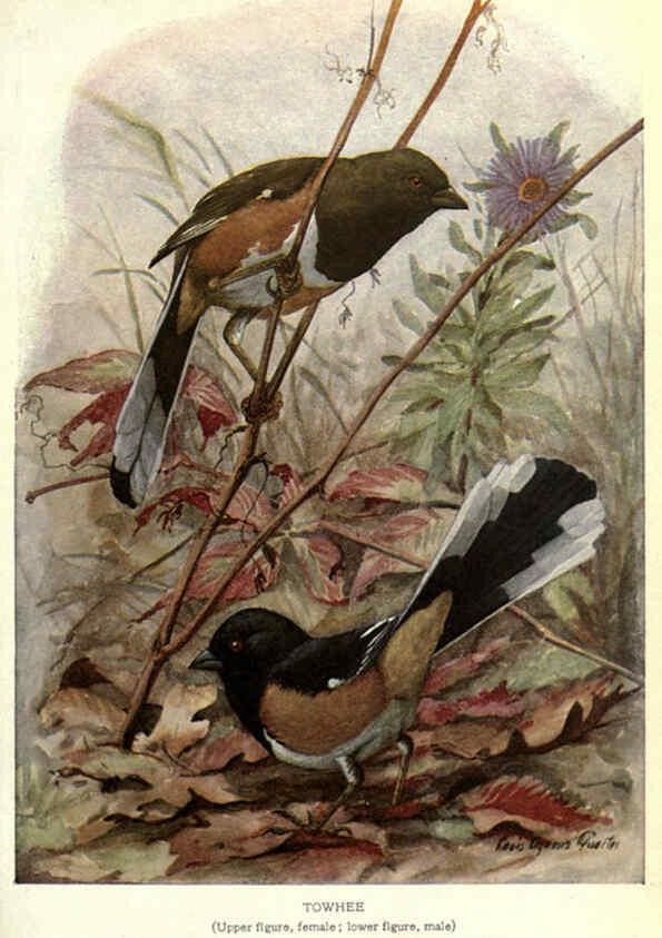 Reproducción/Reproduction 6302203041: Portraits and habits of our birds v.2. New York city :National association of Audubon societies,1920- 