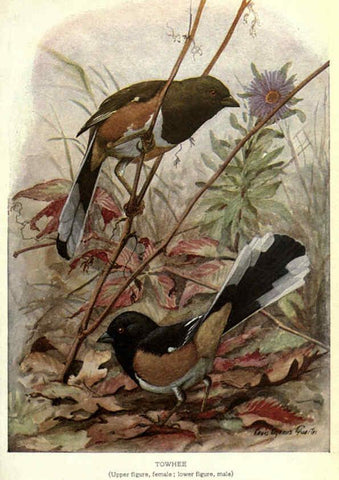 Reproducción/Reproduction 6302203041: Portraits and habits of our birds v.2. New York city :National association of Audubon societies,1920- 