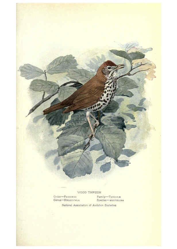 Reproducción/Reproduction 6302726652: Portraits and habits of our birds v.2. New York city :National association of Audubon societies,1920- 