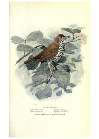 Reproducción/Reproduction 6302726652: Portraits and habits of our birds v.2. New York city :National association of Audubon societies,1920- 