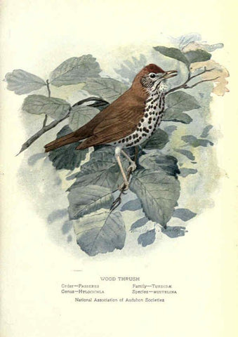 Reproducción/Reproduction 6302726652: Portraits and habits of our birds v.2. New York city :National association of Audubon societies,1920- 