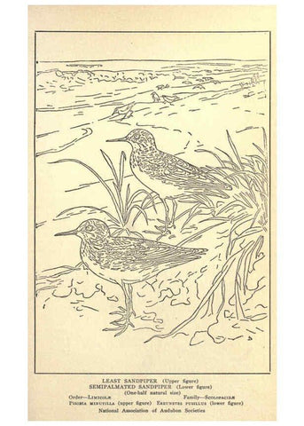 Reproducción/Reproduction 6302735954: Portraits and habits of our birds v.2. New York city :National association of Audubon societies,1920- 