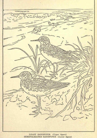Reproducción/Reproduction 6302735954: Portraits and habits of our birds v.2. New York city :National association of Audubon societies,1920- 