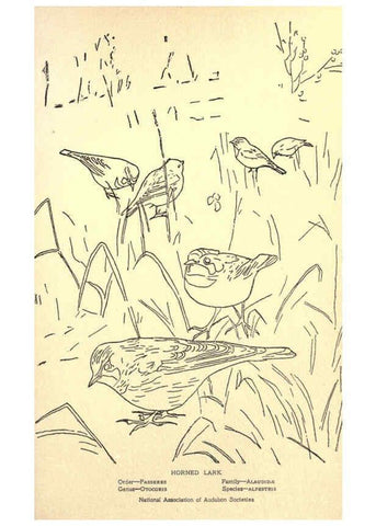 Reproducción/Reproduction 6302736636: Portraits and habits of our birds v.2. New York city :National association of Audubon societies,1920- 