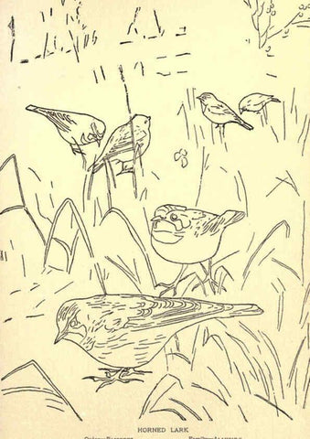 Reproducción/Reproduction 6302736636: Portraits and habits of our birds v.2. New York city :National association of Audubon societies,1920- 