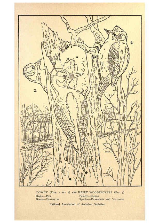 Reproducción/Reproduction 6302211319: Portraits and habits of our birds v.2. New York city :National association of Audubon societies,1920- 