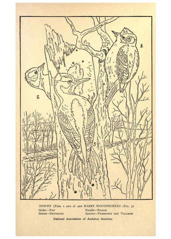 Reproducción/Reproduction 6302211319: Portraits and habits of our birds v.2. New York city :National association of Audubon societies,1920- 