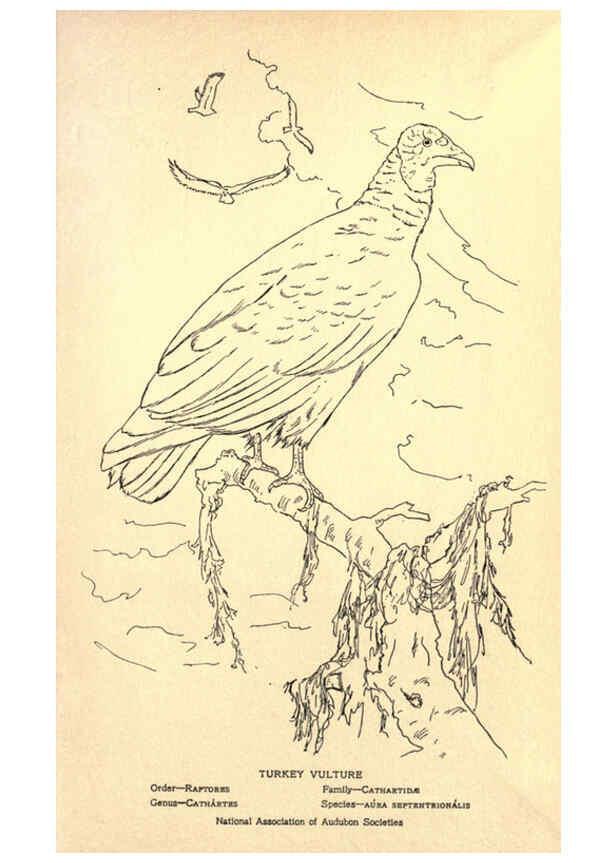 Reproducción/Reproduction 6302218277: Portraits and habits of our birds v.2. New York city :National association of Audubon societies,1920- 