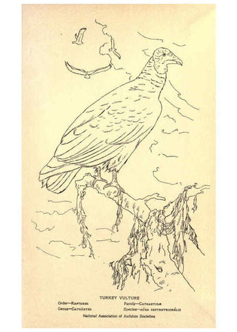 Reproducción/Reproduction 6302218277: Portraits and habits of our birds v.2. New York city :National association of Audubon societies,1920- 