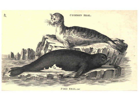 Reproducción/Reproduction 6302810656: General zoology, or Systematic natural history. v.1. pt. 2. London,Printed for G. Kearsley,1800-1826
