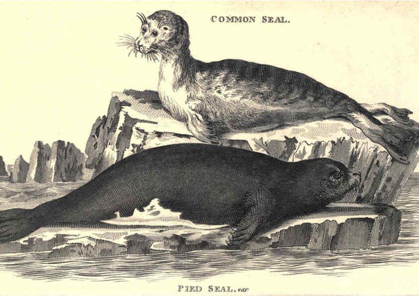 Reproducción/Reproduction 6302810656: General zoology, or Systematic natural history. v.1. pt. 2. London,Printed for G. Kearsley,1800-1826