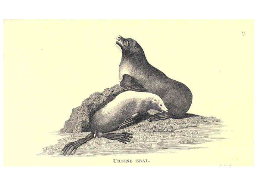 Reproducción/Reproduction 6302811304: General zoology, or Systematic natural history. v.1. pt. 2. London,Printed for G. Kearsley,1800-1826
