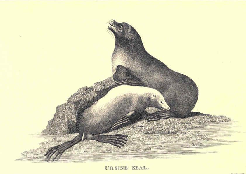 Reproducción/Reproduction 6302811304: General zoology, or Systematic natural history. v.1. pt. 2. London,Printed for G. Kearsley,1800-1826