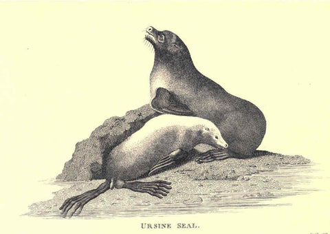 Reproducción/Reproduction 6302811304: General zoology, or Systematic natural history. v.1. pt. 2. London,Printed for G. Kearsley,1800-1826