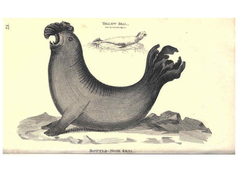 Reproducción/Reproduction 6302811692: General zoology, or Systematic natural history. v.1. pt. 2. London,Printed for G. Kearsley,1800-1826