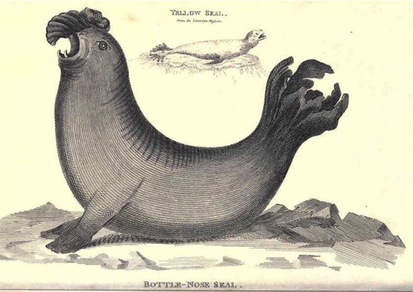 Reproducción/Reproduction 6302811692: General zoology, or Systematic natural history. v.1. pt. 2. London,Printed for G. Kearsley,1800-1826