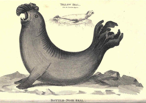 Reproducción/Reproduction 6302811692: General zoology, or Systematic natural history. v.1. pt. 2. London,Printed for G. Kearsley,1800-1826