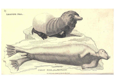 Reproducción/Reproduction 6302811998: General zoology, or Systematic natural history. v.1. pt. 2. London,Printed for G. Kearsley,1800-1826