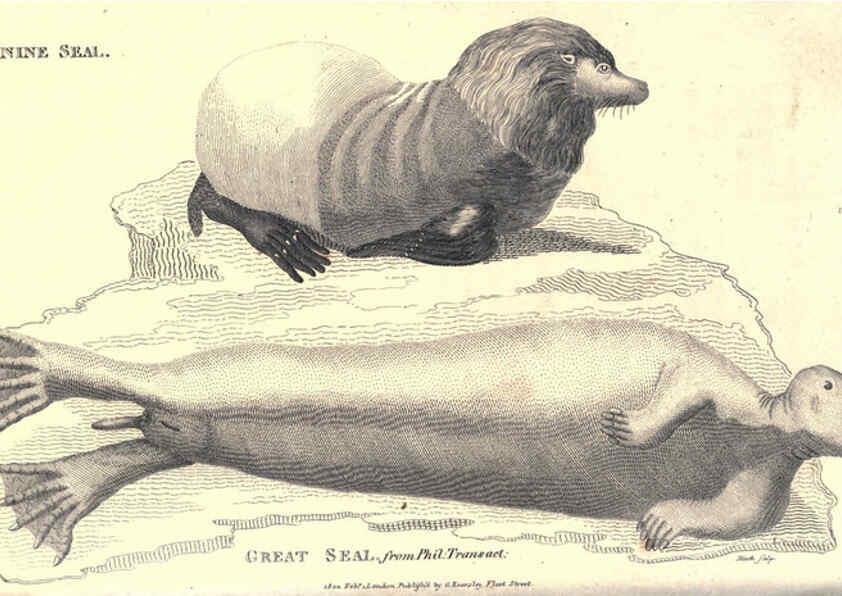 Reproducción/Reproduction 6302811998: General zoology, or Systematic natural history. v.1. pt. 2. London,Printed for G. Kearsley,1800-1826