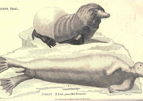 Reproducción/Reproduction 6302811998: General zoology, or Systematic natural history. v.1. pt. 2. London,Printed for G. Kearsley,1800-1826