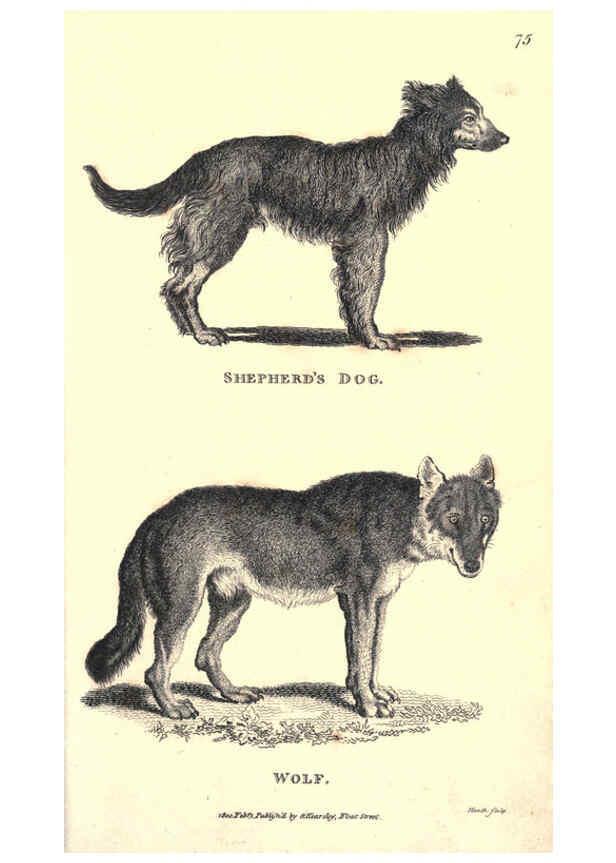 Reproducción/Reproduction 6302812274: General zoology, or Systematic natural history. v.1. pt. 2. London,Printed for G. Kearsley,1800-1826