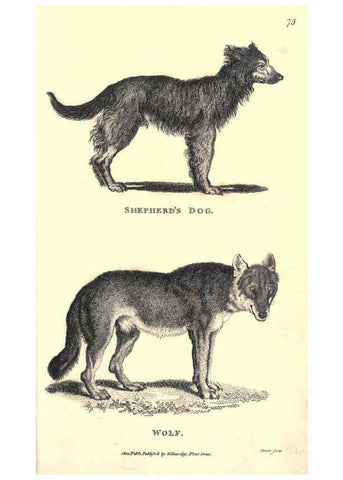 Reproducción/Reproduction 6302812274: General zoology, or Systematic natural history. v.1. pt. 2. London,Printed for G. Kearsley,1800-1826