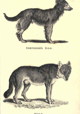 Reproducción/Reproduction 6302812274: General zoology, or Systematic natural history. v.1. pt. 2. London,Printed for G. Kearsley,1800-1826