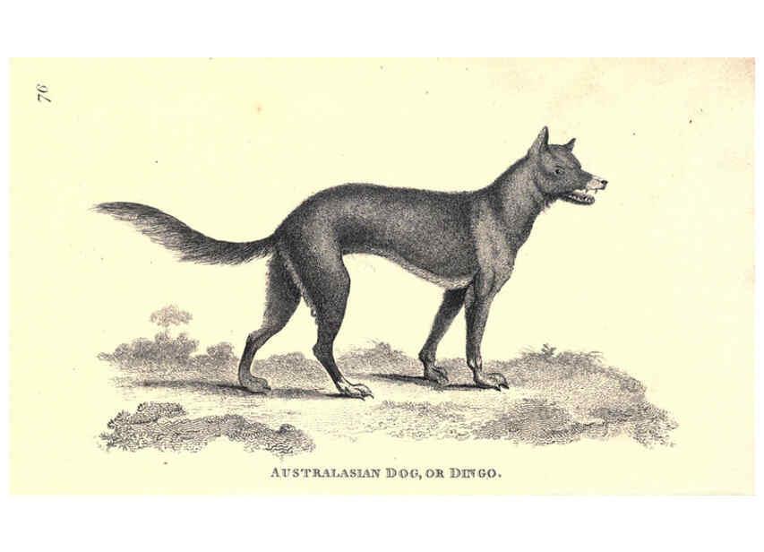 Reproducción/Reproduction 6302812558: General zoology, or Systematic natural history. v.1. pt. 2. London,Printed for G. Kearsley,1800-1826