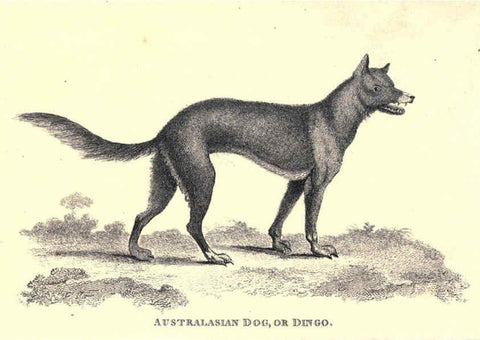 Reproducción/Reproduction 6302812558: General zoology, or Systematic natural history. v.1. pt. 2. London,Printed for G. Kearsley,1800-1826