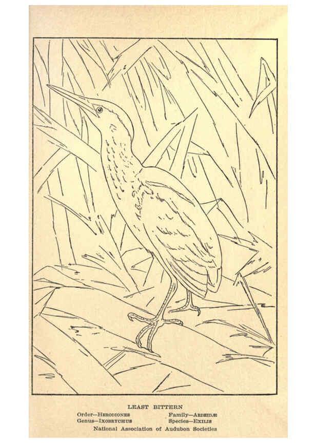 Reproducción/Reproduction 6302217923: Portraits and habits of our birds v.2. New York city :National association of Audubon societies,1920- 