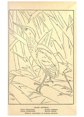 Reproducción/Reproduction 6302217923: Portraits and habits of our birds v.2. New York city :National association of Audubon societies,1920- 
