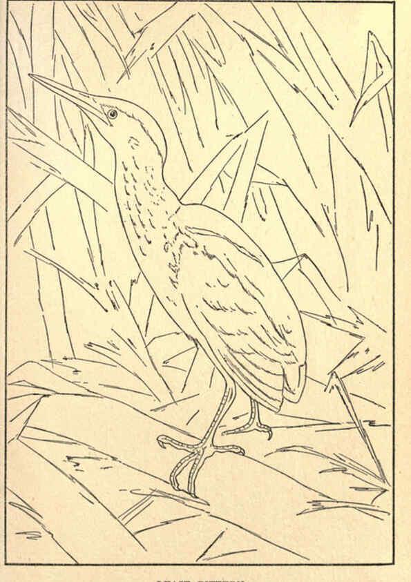 Reproducción/Reproduction 6302217923: Portraits and habits of our birds v.2. New York city :National association of Audubon societies,1920- 