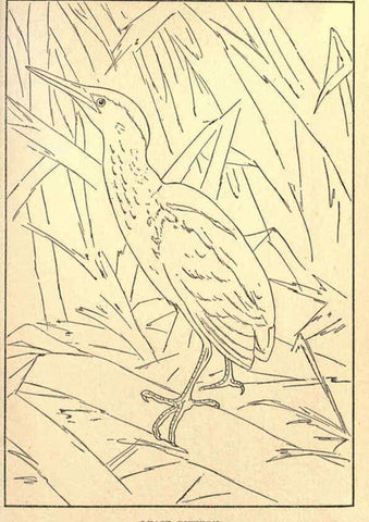 Reproducción/Reproduction 6302217923: Portraits and habits of our birds v.2. New York city :National association of Audubon societies,1920- 
