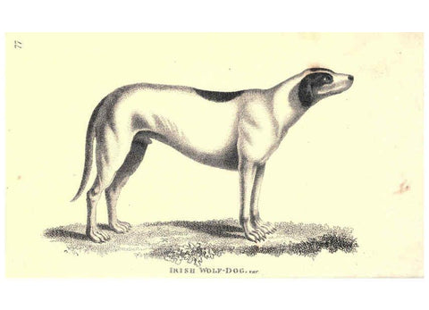 Reproducción/Reproduction 6302287737: General zoology, or Systematic natural history. v.1. pt. 2. London,Printed for G. Kearsley,1800-1826