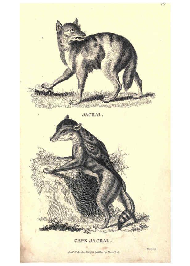 Reproducción/Reproduction 6302288239: General zoology, or Systematic natural history. v.1. pt. 2. London,Printed for G. Kearsley,1800-1826