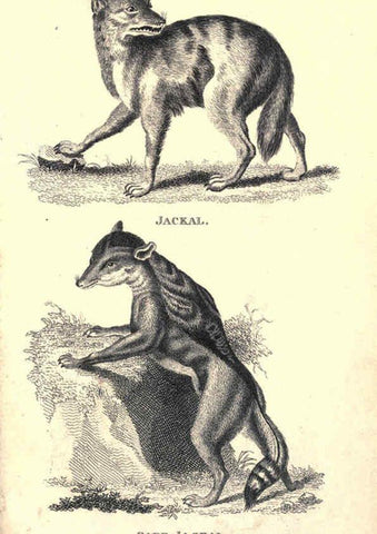 Reproducción/Reproduction 6302288239: General zoology, or Systematic natural history. v.1. pt. 2. London,Printed for G. Kearsley,1800-1826