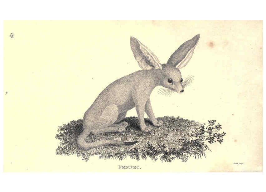 Reproducción/Reproduction 6302813974: General zoology, or Systematic natural history. v.1. pt. 2. London,Printed for G. Kearsley,1800-1826
