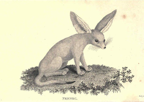 Reproducción/Reproduction 6302813974: General zoology, or Systematic natural history. v.1. pt. 2. London,Printed for G. Kearsley,1800-1826