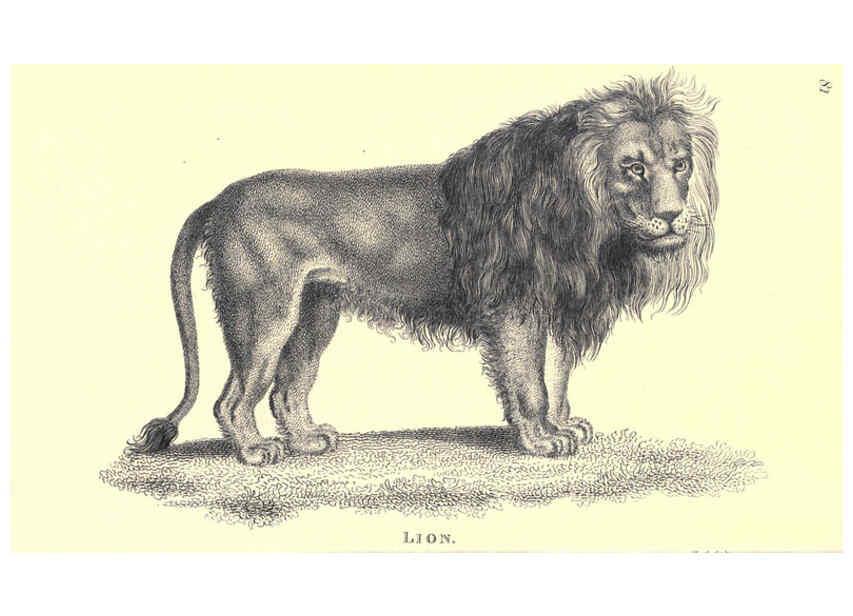 Reproducción/Reproduction 6302814266: General zoology, or Systematic natural history. v.1. pt. 2. London,Printed for G. Kearsley,1800-1826