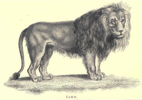 Reproducción/Reproduction 6302814266: General zoology, or Systematic natural history. v.1. pt. 2. London,Printed for G. Kearsley,1800-1826