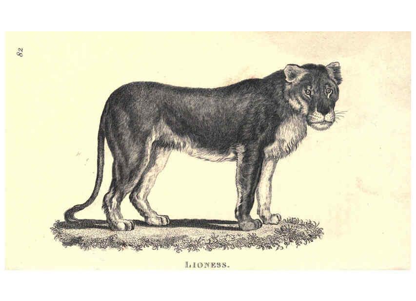 Reproducción/Reproduction 6302814666: General zoology, or Systematic natural history. v.1. pt. 2. London,Printed for G. Kearsley,1800-1826