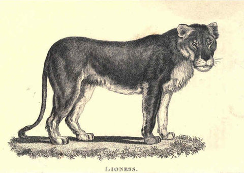 Reproducción/Reproduction 6302814666: General zoology, or Systematic natural history. v.1. pt. 2. London,Printed for G. Kearsley,1800-1826