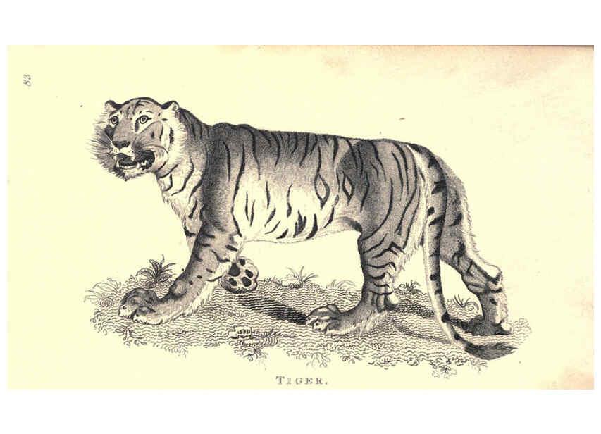 Reproducción/Reproduction 6302815152: General zoology, or Systematic natural history. v.1. pt. 2. London,Printed for G. Kearsley,1800-1826