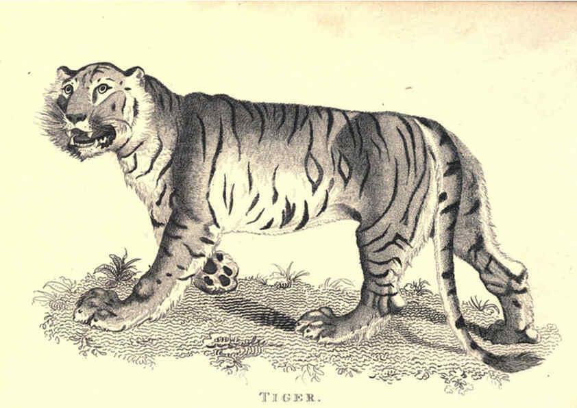 Reproducción/Reproduction 6302815152: General zoology, or Systematic natural history. v.1. pt. 2. London,Printed for G. Kearsley,1800-1826