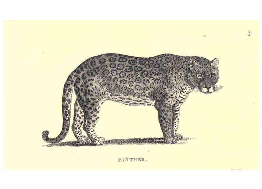 Reproducción/Reproduction 6302290303: General zoology, or Systematic natural history. v.1. pt. 2. London,Printed for G. Kearsley,1800-1826