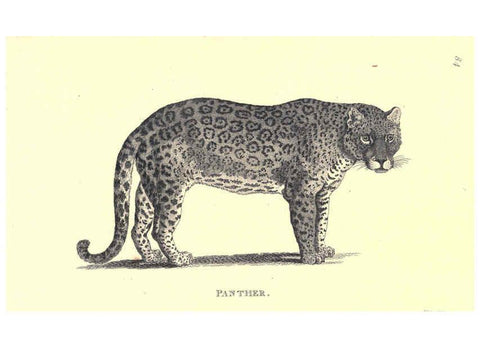 Reproducción/Reproduction 6302290303: General zoology, or Systematic natural history. v.1. pt. 2. London,Printed for G. Kearsley,1800-1826