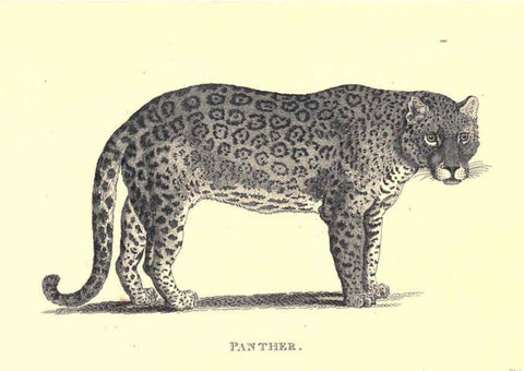 Reproducción/Reproduction 6302290303: General zoology, or Systematic natural history. v.1. pt. 2. London,Printed for G. Kearsley,1800-1826